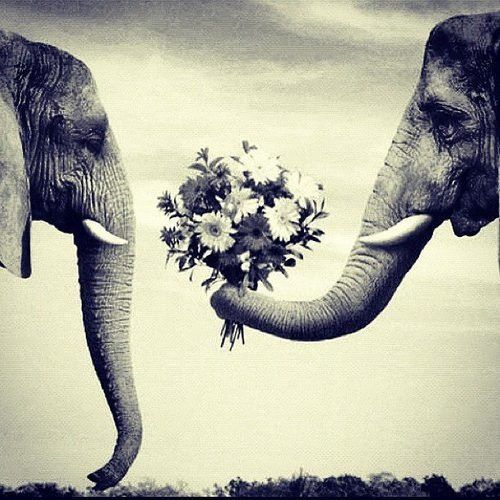 massage love elephants